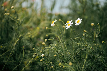 Wall Mural - daisy flower macro