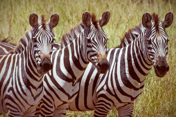 Wall Mural - zebras in africa national park