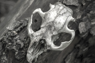 skull of a dead animal