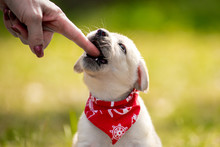 A Puppy Dog Nibbles On The Hand Of It's Owner