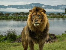 Large African Male Lion In The Serengeti, Africa