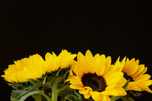 Flowers Of Beautiful Sunflowers As Background