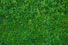 Green Leaves As A Hedge