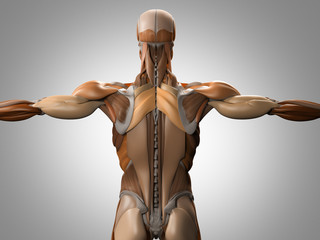 Wall Mural - Human anatomy, torso back muscles. 3d illustration.