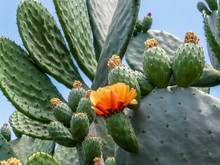 Prickly Pear With Cactus Fruits And Flowers
