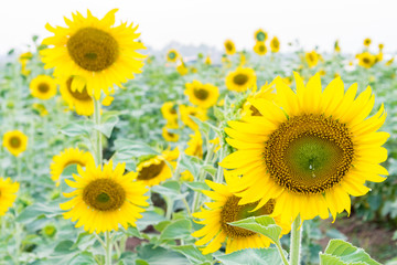 Wall Mural - closeup sunflower on the field, selective focus