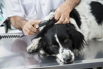 Cropped Image Of Doctor Examining Border Collie's Ear With Machi