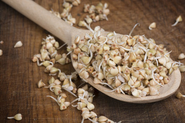 Wall Mural - sprouts of buckwheat groats on spoon