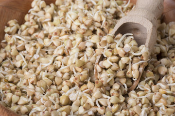 Wall Mural - sprouts of buckwheat groats on wooden spoon