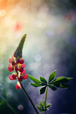 Fototapeta Kwiaty - W moim ogrodzie kolorowo
