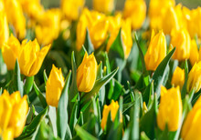 Yellow Tulips Close-up With Focus In The Middle