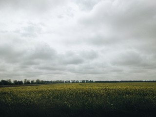 landscape. field , forest and grey sky