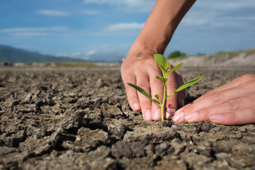 Wall Mural - Female hands holding tree growing on cracked earth,environmental problems,love nature,growing tree on crack ground