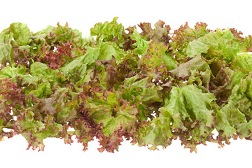 Curly salad herb on white