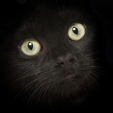 Black Cat Close Up Portrait With Focus On The Yellow Eyes And Black Background