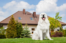 Big Guard Dog Sitting In Front Of The House. Polish Tatra Sheepdog