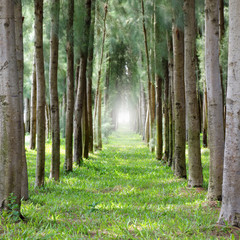 Fototapeta row of pine trees