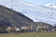 Iceland, herd of reindeers
