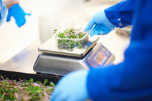 Cropped View Of Workers Hands, Wearing Latex Gloves Weighing Container Of Vegetables