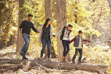 Wall Mural - Happy family hold hands balancing on fallen tree in a forest