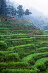 Wall Mural - terrace rice fields, Bali, Indonesia