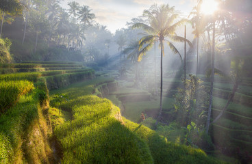 terrace rice fields, bali, indonesia