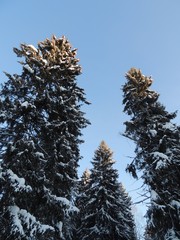 tree tops snow sunlight on blue sky background