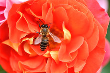 Bee On Pink And Orange Rose Flower Outdoor