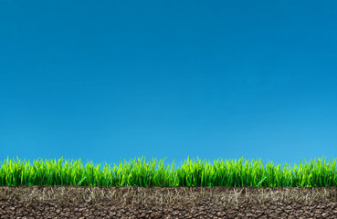 Wall Mural - grass with roots and soil