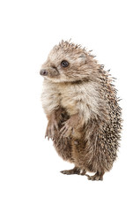 Wall Mural - funny hedgehog standing on his hind legs