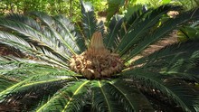 King Sago Palm (Cycas Revoluta) With Female Seeds Cone. Bermuda