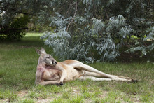 A Kangaroo Lying Down