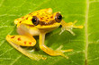 Dendropsophus rhodopeplus is a species of frog in the Hylidae family.