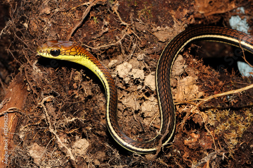 Dendrelaphis Caudolineatus Is A Common Species Of Colubrid Snake