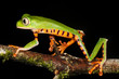 Phyllomedusa tomopterna, the barred leaf frog or tiger leg monkey tree frog is a species of frog in the Hylidae family. It is found in Bolivia, Brazil, Colombia, Ecuador, French Guiana, Guyana, Peru.