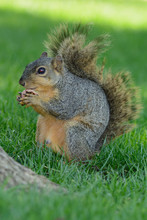 Closeup Of Squirrel Holding A Radish Side Profile