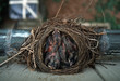 © fStop - Three baby birds in a nest