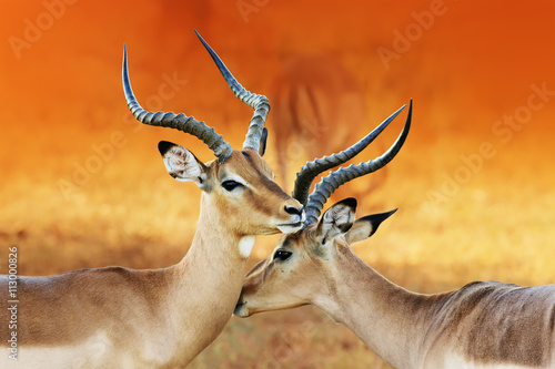 Foto-Kissen - Impala affection ( Aepyceros melampus ) Two male impala's having an intimate moment during a time of battle, the rutting season.  (von EtienneOutram)