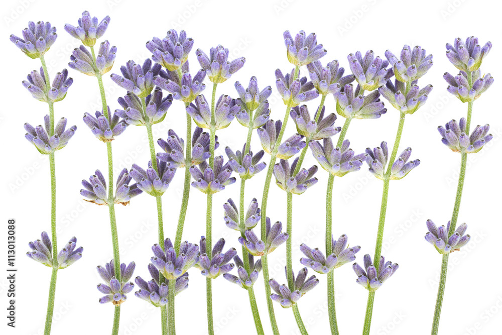 Lavender plant blossom - obrazy, fototapety, plakaty 