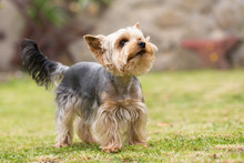 Cute Small Playful Yorkshire Terrier