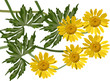 group of coltsfoot flowers illustration