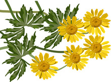 Group Of Coltsfoot Flowers Illustration