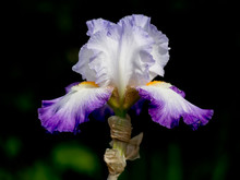 Purple Bearded Iris, In Garden. Dark Backgroun.