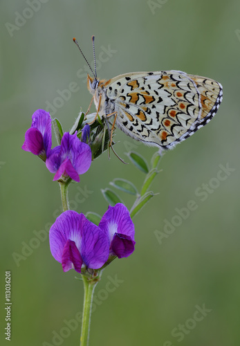 Fototapeta na szkło Motyl na kwiacie w wiośnie