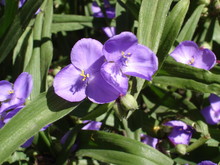Garden Tradescantia (spiderworts) Blue Flowers And Buds