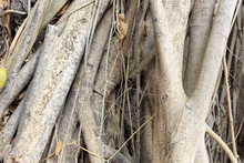 Bodhi Tree Root