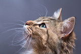 Fototapeta Koty - portrait of a beautiful cat on a graybackground