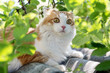Red-haired cat with a white breast looks frightened eyes of green foliage