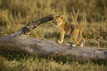 Lion Cub Standing On Log
