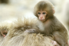 Snow Monkey Baby On Mother's Back (Macaca Fuscata)